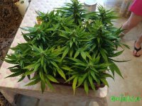 IMG_2915.jpeg