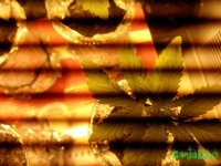 IMG_20150711_190119.jpg