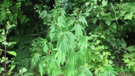 IMG_0320.JPG