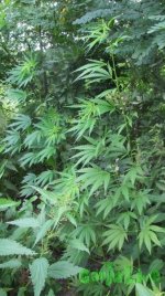 IMG_0330.JPG
