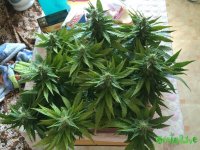 IMG_2932.jpeg