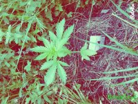 IMG_20150712_192943.jpg