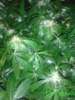 20150716_000729.jpg