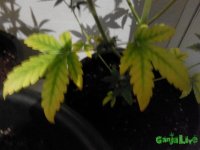 IMG_20150716_175638.jpg