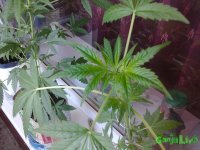 20150719_102242.jpg