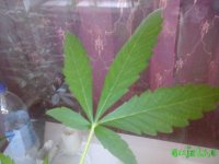 20150719_102306.jpg