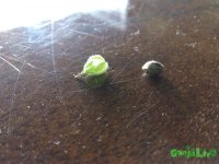 IMG_20150719_124638.jpg