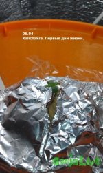 IMAG0077.jpg
