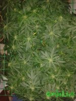 20150720_174541.jpg