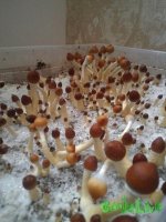фыввыф12112.jpg