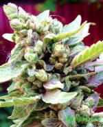 на конкурс34.jpg