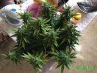 IMG_2955.jpeg