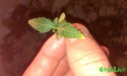 IMAG0607.jpg