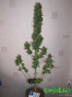 gallery_6967_2235_67207.jpg