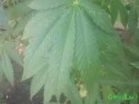 2015-07-26 11.50.55.jpg