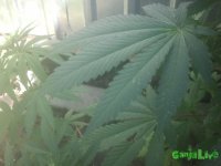 2015-07-26 11.51.07.jpg