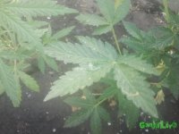 2015-07-26 11.51.17.jpg