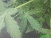 2015-07-26 11.51.48.jpg