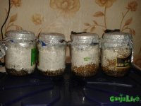 Миц перед кейсингом.jpg