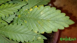 8oDS7-vCCAs.jpg
