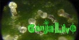 50х50 мутн-янтарн.jpg