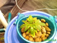 IMG_20150803_185109.jpg