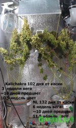 IMAG0388.jpg