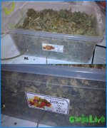 IMAG0437-vert.jpg