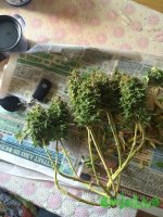 IMG_3033.jpeg