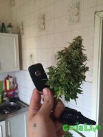 IMG_3034.jpeg