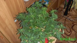 DSCN6825.JPG