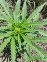 3.jpg 3.jpg