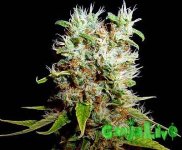 G13 Haze Feminised_enl.jpg G13 Haze Feminised_enl.jpg