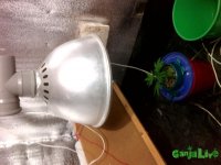 IMG_20150810_175151.jpg