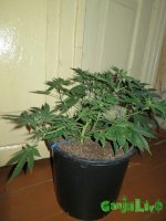 IMG_1496.JPG