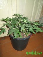 IMG_1506.JPG