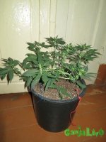 IMG_1507.JPG