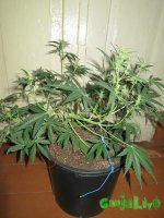 IMG_1517.JPG