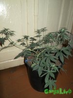 IMG_1524.JPG