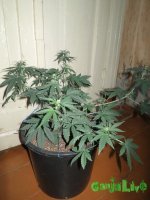 IMG_1526.JPG