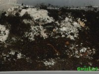 Примордии 2.jpg