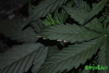 DSC_0112.JPG