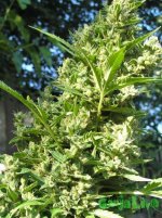 2015-08-16 15-50-12.JPG