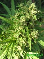 2015-08-16 15-50-38.JPG