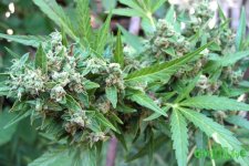 2015-08-16 15-49-40.JPG