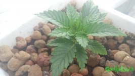 20150816_191641 — копия.jpg