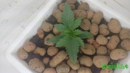 20150816_191711 — копия.jpg