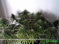 DSC05921.JPG
