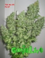 4-TGA-Mix-1-Flo+67-237x300.jpg