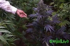 12-14-marijuana-use_full_600.jpg